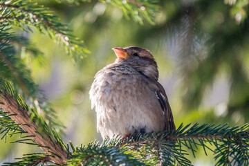 Sparrow sits on a fir branch in the sunset light.