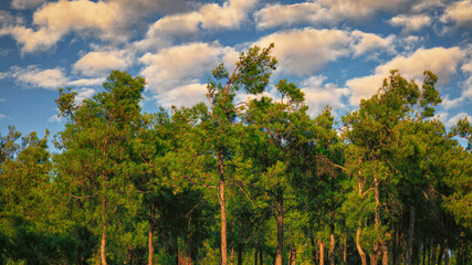 Pine trees