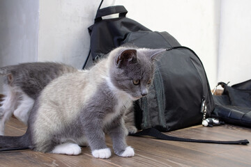 Gray kitten sitting on the floor and backpack