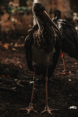 Schwarzstorch im mystischen Portrait