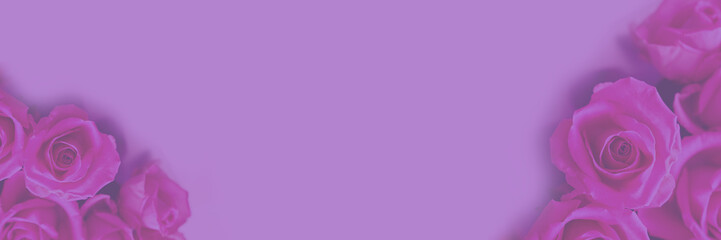 Border floral banner, with a space to copy. Pink roses on a pink background. Horizontal banner with a botanical design. High quality photo