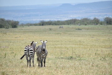 Two zebras in the national park watching different sides