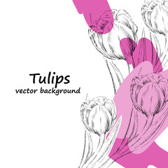 Tulips flowers banner or card layout. Tulips vector background or card design for invitations and greeting cards, hand drawn sketch style vector illustration.
