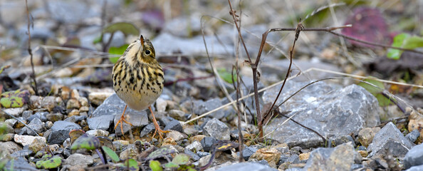Meadow Pipit // Wiesenpieper (Anthus pratensis)