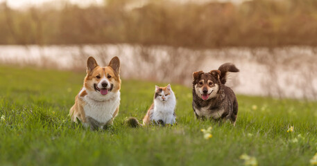 cute dog and cat friends are sitting in a sunny spring meadow on the green grass and smiling