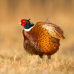 male Common pheasant Phasianus colchius Ring-necked pheasant in natural habitat, grassland in early winter