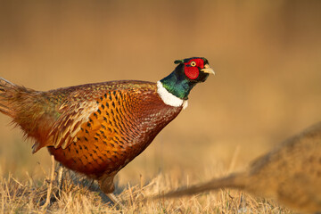 male Common pheasant Phasianus colchius Ring-necked pheasant in natural habitat, grassland in early winter