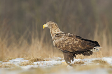 Majestic predator White-tailed eagle, Haliaeetus albicilla in Poland wild nature adult bird
