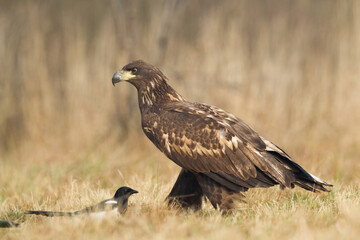 Majestic predator White-tailed eagle, Haliaeetus albicilla in Poland wild nature juvenile bird