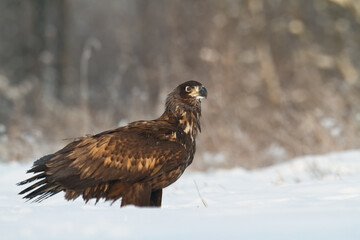Majestic predator White-tailed eagle, Haliaeetus albicilla in Poland wild nature juvenile bird