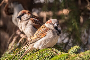 Sparrow sits on a fir branch in the sunset light.