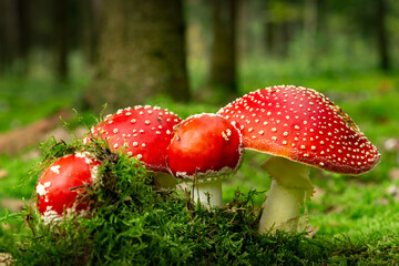 Macro photography of red mushrooms in the forest (fly agaric).