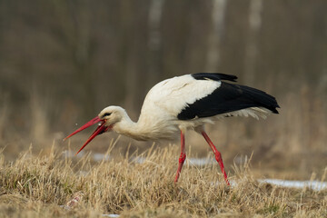 Bird White Stork Ciconia ciconia hunting time early spring in Poland Europe