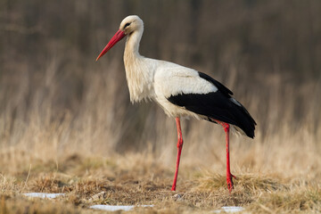 Bird White Stork Ciconia ciconia hunting time early spring in Poland Europe