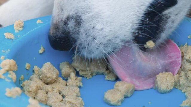 Dog with white muzzle and black nose eats soaked dry food from bowl. Close up view. Concept of pet nutrition. Young dog sniffs and licks food. 4K slow motion horizontal footage. Alaskan husky.