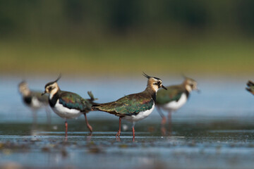 Bird Lapwing Vanellus vanellus on green background spring time Poland Europe migratory bird