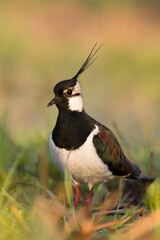 Bird Lapwing Vanellus vanellus on green background spring time Poland Europe migratory bird