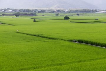Fototapeta na wymiar Taitung paddy rice field meadow