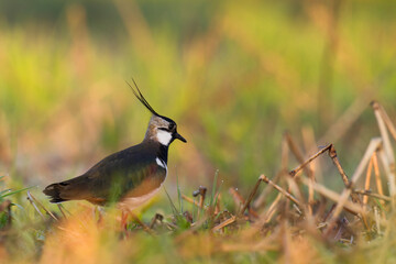 Bird Lapwing Vanellus vanellus on green background spring time Poland Europe migratory bird