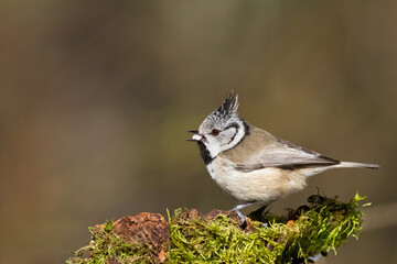 Bird Crested tit Lophophanes cristatus small bird perched on the tree in forest, Poland Europe	