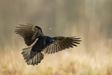 flying Bird Rook corvus frugilegus landing, black bird in winter time, Poland Europe