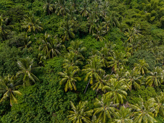 Top down view of the tropical forest jungle