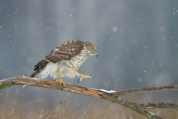 Birds of prey Goshawk Accipiter gentilis juvenile bird hunting time Poland Europe juvenile bird sitting on the branch	