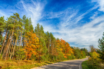 Obraz premium Landscape autumn road with colourful trees, autumn Poland, Europe and amazing blue sky with clouds, sunny day 