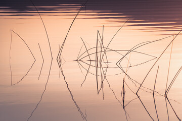 Reeds on the shore of the lake at sunset. Plants are reflected in the calm water surface.