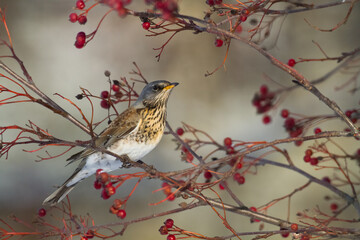 fieldfare, Turdus pilaris, bird eating berries on a hawthorn bush during Autumn season	