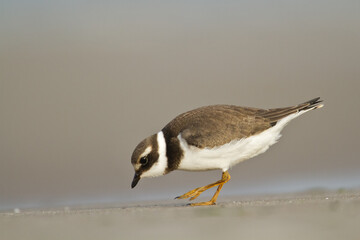 Bird Charadrius dubius, Little Ringed Plover on blurred background