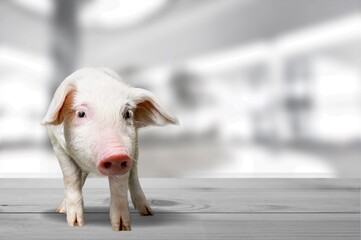 Young pig walking and facing the camera on background