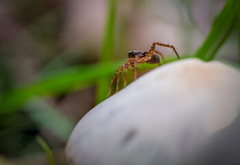 Spinne auf Pilz