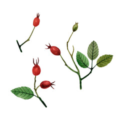 Watercolor hand drawn illustration of autumn rosehip branch with green leaves and red berries. Isolated objects on transparent background. For creating various fall designs