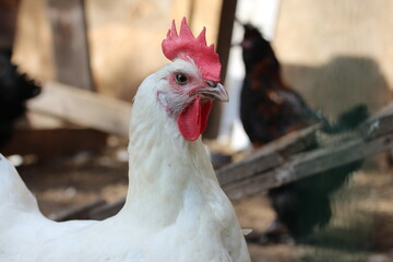 White chicken with red comb and chicken coop on the background. Farm bird countryside.

