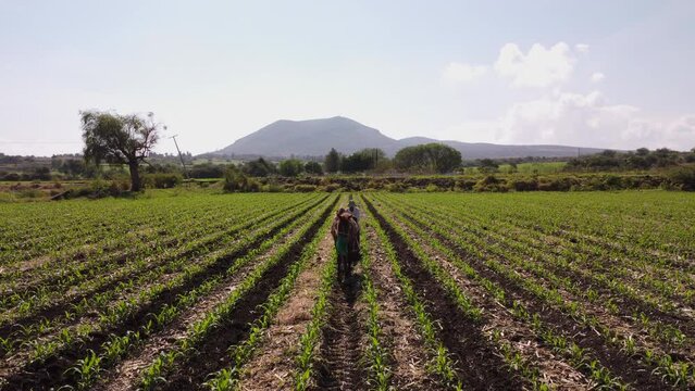 humble peasant works in a cornfield with his horse in daylight