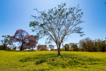 Obraz premium prédios ao fundo e arvores em Campo Grande Mato Grosso do Sul, Brasil