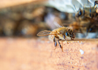 Honeybees busy working at their beehive.