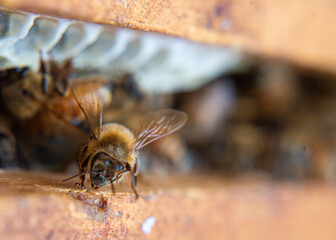 Honeybees busy working at their beehive.