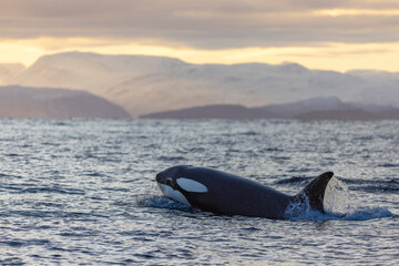 a killer whale swims in the light of sunset © Cavan