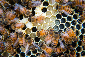 Honeybees busy working at their beehive.