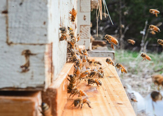 Honeybees busy working at their beehive.