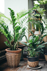tropical green plant pots on wooden bench in the house