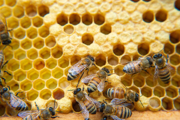 Honeybees busy working at their beehive.