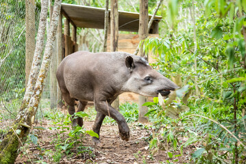 Tapir in fenced green rainforest area for rewilding project