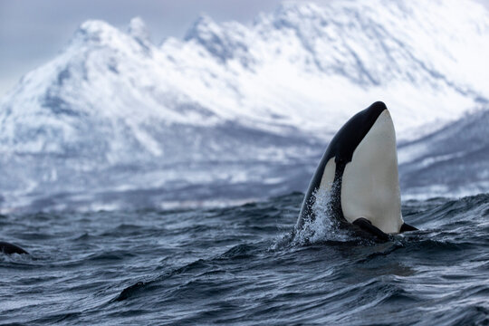 a killer whale inspects the surroundings