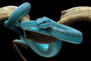 full length blue viper snake on a branch with head facing forward