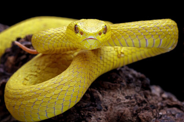 high venomous yellow viper snake front view