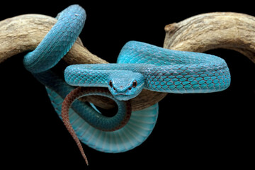 full length blue viper snake on a branch with head facing forward