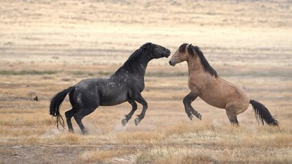Wild Horses showing there dominance as they kick and bite each other in the West desert of Utah.